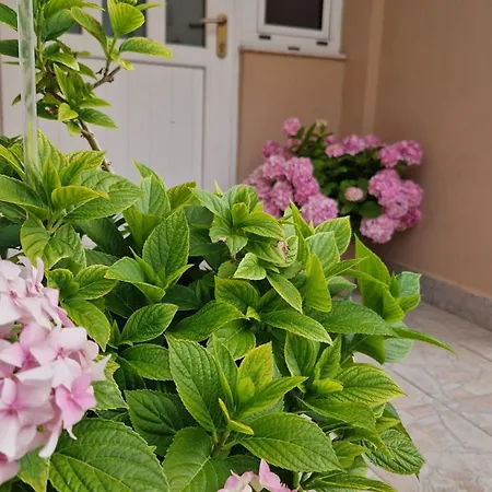 Lucka Ραμπ
